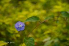 Jacquemontia pentanthos